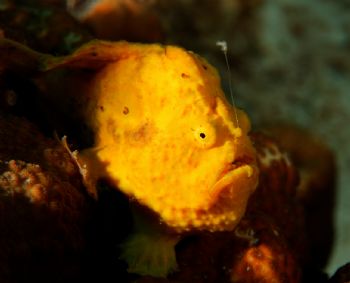 Longlure Frogfish - Bonaire - May 23, 2004 by Jason Watts 